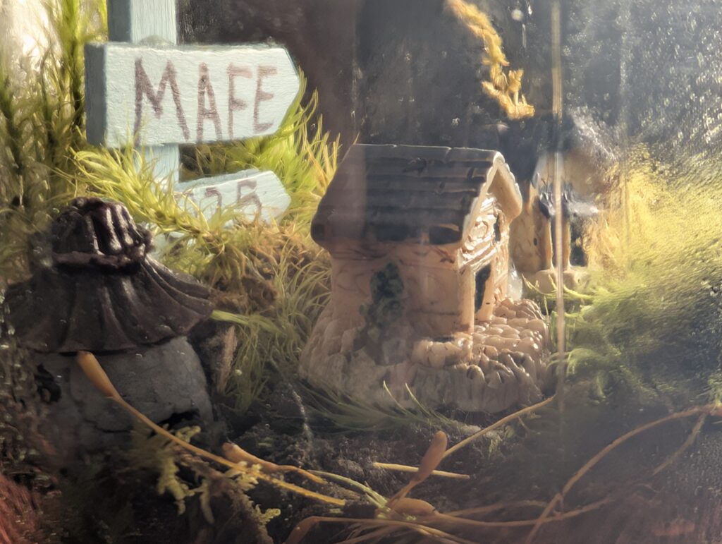 Marda Loop Terrario Terrario